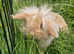 Male lion lop bunny
