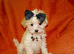 XXXS Gorgeous F1 Maltese X Tiny Toy Poodle F1 Maltipoo Cream & Apricot Parti Colour Puppy