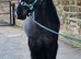 George rising 4 still growing 13.3/14hh