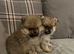 KC Pomeranian puppy