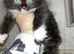 Ragdoll cross kittens