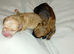 Puppies