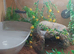 6 year old ball python