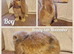 Mini lop kits to reserve.vetchecked&vaccinated
