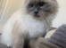 Ragdoll female