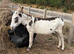 Jenny Donkeys