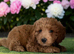 5 stunning, well socialised puppies