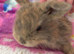 8 beautiful multi colour mini lop babies