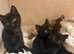 2 Black Girl Kittens