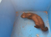 E.u.polecat kits 4 sale, & silver ferrets, 8 weeks0ld