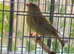 Greenfinch