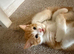 3 ginger male kittens looking for a new home