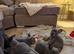 Gorgeous french bulldog babies