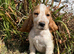 Show type cocker spaniel puppies