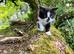 sweet black and white kittens (brothers) looking for a forever home , ready NOW ..
