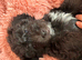 Shihpoo puppies