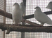 Baby white short tail doves