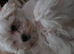 Bichon freez 12wks old just having his 2sd vaccination,