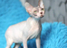 Outstanding Canadian Sphynx Male Available