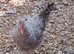 Cream Legbar Chickens Pair Cock and Hen Blue Eggs