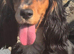 KC REGISTERED WORKING COCKER SPANIEL PUPPIES