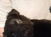 German Shepherd cross Belgian Malinois