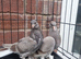 All pigeon lover young pair of turkish takla available