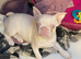 Female Pink KC registered French Bulldog puppy