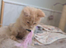 Tica pedigree male kitten