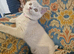 Ready to leave British Shorthair Kittens
