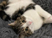 LUNA & DAISY LOOKING FOR REHOMING