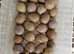 Fertile quail eggs