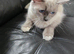 6 kittens 9 week old