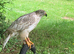 Female goshawk