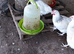 POL hybrids