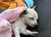 Tiny baby girl Chiuaua