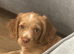 Cocker spaniel