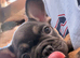 French bull dog puppy 9 weeks
