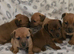 Jack Russell puppies