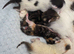 Fluffy kittens for adoption