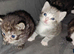 mixed babies for sale