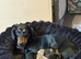 Miniature Dachshund's(reduced)