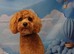 CAVAPOO 8 month old Male Red Cavapoo