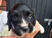 Kc reg pups