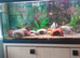 4ft whole set up fishtank with stand