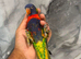 Handreared Lovely Stunning RainBow Lorikeet Parrot,29