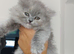 Stunning BLH Tortie Female for Sale