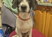 1 springer spaniel x fox terrier pups available