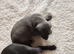 Bedlington whippet puppies