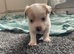 3/4jackrussel1/4chiuhaha